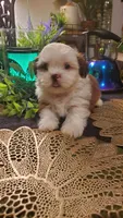Tongue 👅 , a male Shih Tzu for sale in Sacramento, CA – 1 of 10