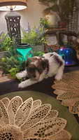 Milk cow boy, a male Shih Tzu for sale in Sacramento, CA – 5 of 10