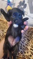 Black white chest girl tcup, a female Chihuahua for sale in Sacramento, CA – 6 of 10