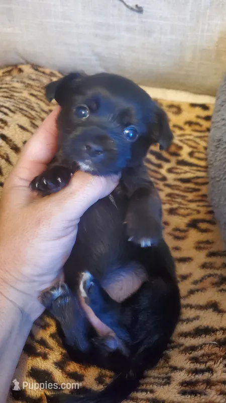 All black girl tcup long hair – Chihuahua puppy for sale in Sacramento, CA