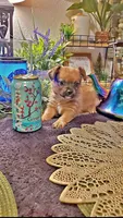 Tan boy black face, a male Chihuahua and Yorkshire Terrier for sale in Sacramento, CA – 9 of 10