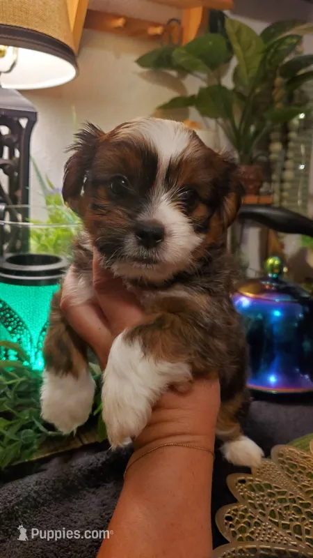 Red boy – Shih Tzu puppy for sale in Sacramento, CA