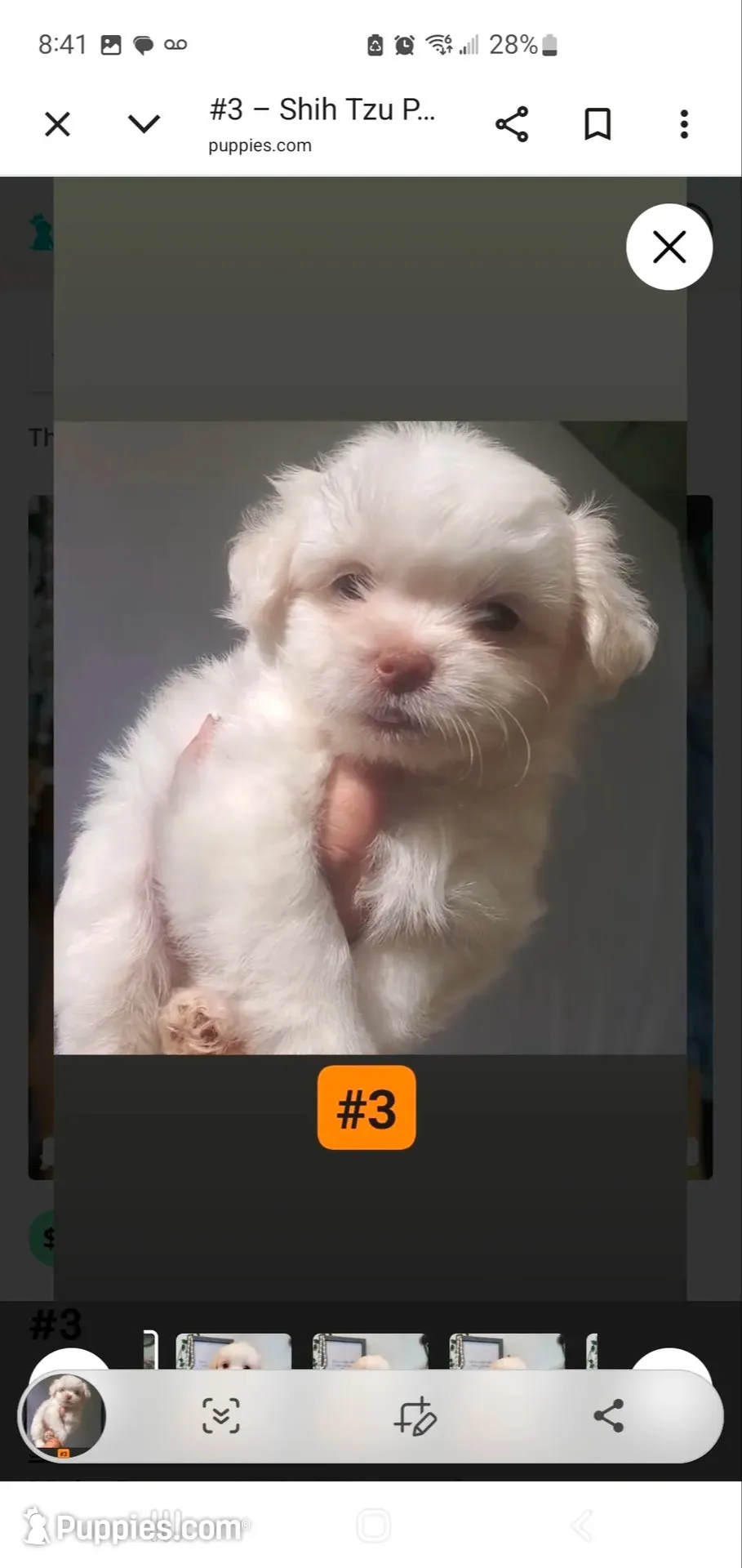 #3, a male Shih Tzu for sale in Sacramento, CA – 1 of 10