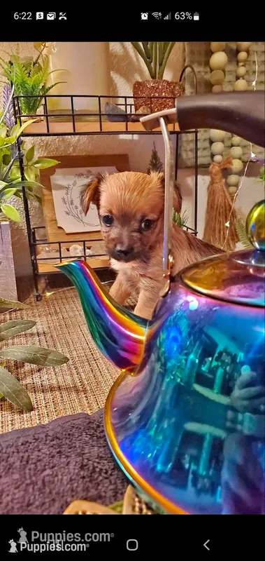 Baby tan girl cute face – Chihuahua puppy for sale in Sacramento, CA
