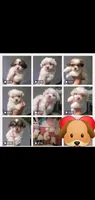 #3 big white fluffy boy, a male Shih Tzu for sale in Sacramento, CA – 10 of 10