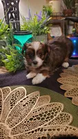 Last boy labor day special shitzu ❤️, a male Shih Tzu for sale in Sacramento, CA – 3 of 10