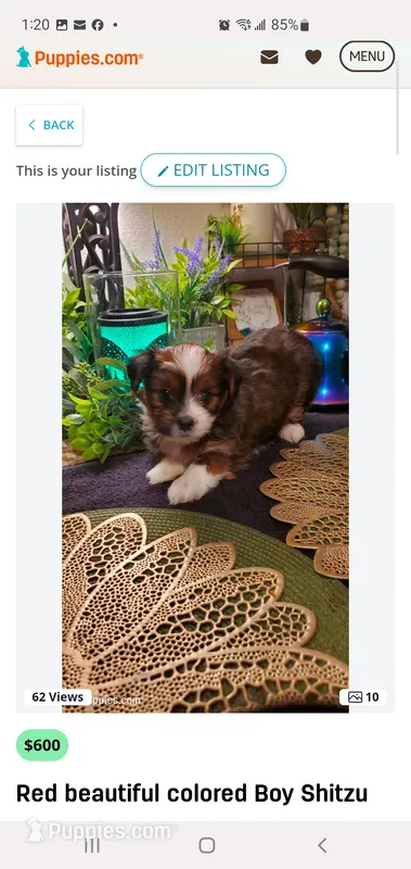 Meet and greet today come see me  – Shih Tzu puppy for sale in Sacramento, CA