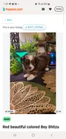 Meet and greet today come see me , a male Shih Tzu for sale in Sacramento, CA – 1 of 1