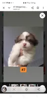  #7 Midget boy, a male Shih Tzu for sale in Sacramento, CA – 7 of 10