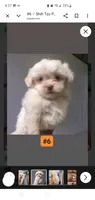 #6, a female Shih Tzu for sale in Sacramento, CA – 7 of 9