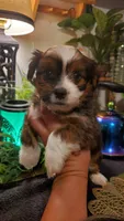 Red beautiful colored Boy Shitzu , a male Shih Tzu for sale in Sacramento, CA – 7 of 10