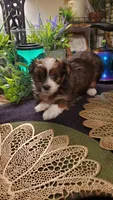Last baby boy labor day special 💙 , a male Shih Tzu for sale in Sacramento, CA – 8 of 10