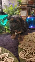 Boy black brown and white, a male Shih Tzu for sale in Sacramento, CA – 10 of 10