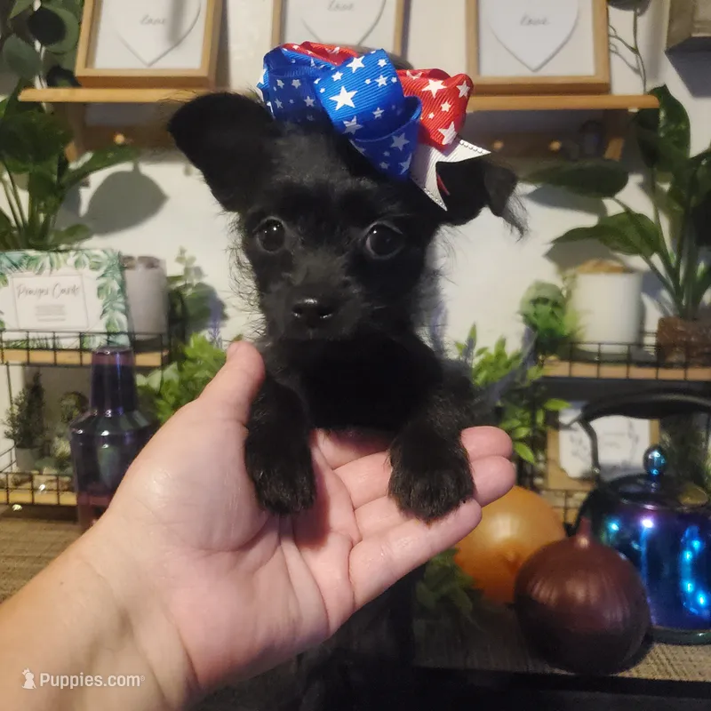 black girl tcup long hair chihuahua  – Chihuahua puppy for sale in Sacramento, CA