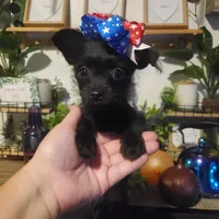 black girl tcup long hair chihuahua , a female Chihuahua for sale in Sacramento, CA – 1 of 10