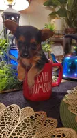 Yorkie t-cup boy micro mini, a male Yorkshire Terrier for sale in Sacramento, CA – 4 of 8