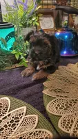 Black teddy bear face fluffy runt boy, a male Shih Tzu for sale in Sacramento, CA – 5 of 10