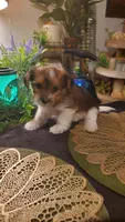 Cute face boy shih-tzu, a male Shih Tzu for sale in Sacramento, CA – 3 of 10