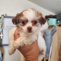 #5, a female Shih Tzu for sale in Sacramento, CA – 3 of 10
