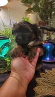 Black teddy bear shitzu boy, a male Shih Tzu for sale in Sacramento, CA – 5 of 10