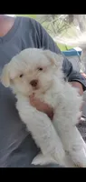 Little White ghostie boy for halloween, a male Shih Tzu for sale in Sacramento, CA – 7 of 10