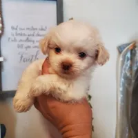 #2, a female Shih Tzu for sale in Sacramento, CA – 2 of 10