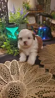 Tongue 👅 , a male Shih Tzu for sale in Sacramento, CA – 8 of 10