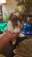 Milk cow boy, a male Shih Tzu for sale in Sacramento, CA – 8 of 10