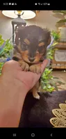 Yorkie girl fluffy, a female Yorkshire Terrier for sale in Sacramento, CA – 3 of 8
