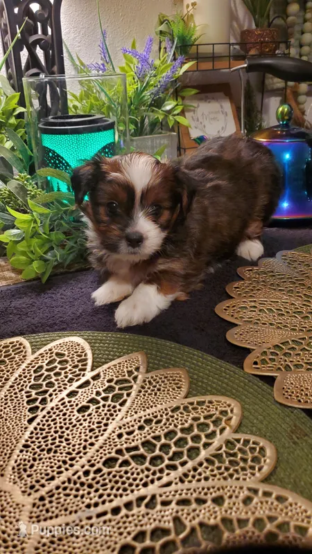 Red beautiful colored Boy Shitzu  – Shih Tzu puppy for sale in Sacramento, CA