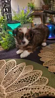 Red beautiful colored Boy Shitzu , a male Shih Tzu for sale in Sacramento, CA – 1 of 10