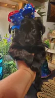 All black long hair chihuahua boy, a male Chihuahua for sale in Sacramento, CA – 3 of 10