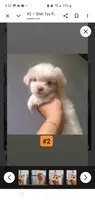#2, a female Shih Tzu for sale in Sacramento, CA – 8 of 10