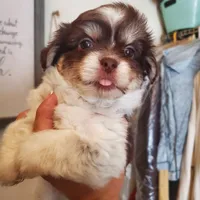 #1, a male Shih Tzu for sale in Sacramento, CA – 9 of 10