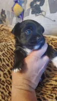 Black and white paw boy, a male Chihuahua for sale in Sacramento, CA – 3 of 10