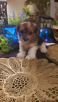 Cute face boy shih-tzu, a male Shih Tzu for sale in Sacramento, CA – 5 of 10