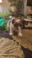 Milk cow boy, a male Shih Tzu for sale in Sacramento, CA – 10 of 10
