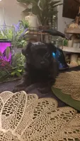 All black long hair chihuahua boy, a male Chihuahua for sale in Sacramento, CA – 2 of 10
