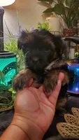 Black teddy bear face fluffy runt boy, a male Shih Tzu for sale in Sacramento, CA – 10 of 10