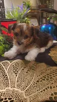 Cute face boy shih-tzu, a male Shih Tzu for sale in Sacramento, CA – 8 of 10