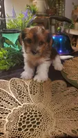 Cute face boy, a male Shih Tzu for sale in Sacramento, CA – 10 of 10