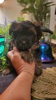 Boy black, a male Shih Tzu for sale in Sacramento, CA – 2 of 10
