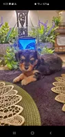 Yorkie girl fluffy, a female Yorkshire Terrier for sale in Sacramento, CA – 5 of 8