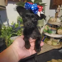 black girl tcup long hair chihuahua , a female Chihuahua for sale in Sacramento, CA – 7 of 10