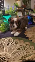 Red beautiful colored Boy Shitzu , a male Shih Tzu for sale in Sacramento, CA – 10 of 10
