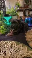 Boy black, a male Shih Tzu for sale in Sacramento, CA – 8 of 10