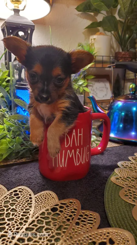 Yorkie t-cup boy micro mini – Yorkshire Terrier puppy for sale in Sacramento, CA