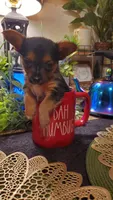 Yorkie t-cup boy micro mini, a male Yorkshire Terrier for sale in Sacramento, CA – 1 of 8