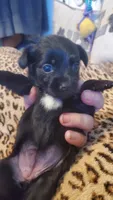 Black white chest girl tcup, a female Chihuahua for sale in Sacramento, CA – 10 of 10