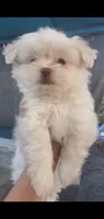 Little White ghostie boy for halloween, a male Shih Tzu for sale in Sacramento, CA – 4 of 10